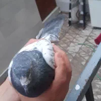 کفتر|پرنده|ری, دیلمان|دیوار