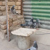 ۴عدد کبوتر آلمانی سبز وپولکی نر|پرنده|مشهد, کشف|دیوار