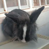 فروش خرگوش همراه با وسایل|موش و خرگوش|زرقان, |دیوار