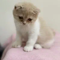 گربه کمیاب بایکالر کرم