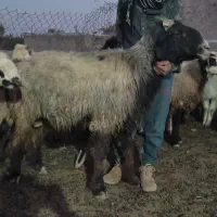 فروش قوچ|حیوانات مزرعه|سده (فارس), |دیوار