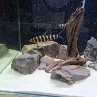 آکواریوم با کلیه تجهیزات|ماهی|ارومیه, |دیوار