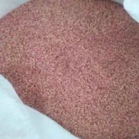 گندم بذری درجه یک دیم|خدمات باغبانی و درختکاری|کنگاور, |دیوار