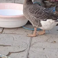 غاز نر جوان