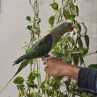 شاه طوطی ماده دستی سخنگو|پرنده|قم, انصارالحسین|دیوار