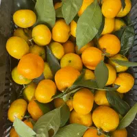 نارنگی درجه یک