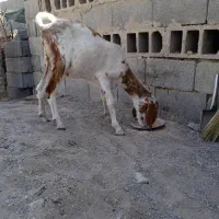 تروشت