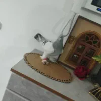 گرفتنی نره فکنم 800|حیوانات|اردبیل, |دیوار