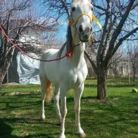 اسب مادیان کرد درجه یک