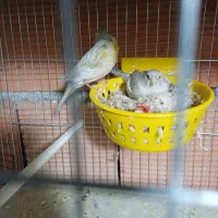 قناری مزایکی قرمز و سیلور و عروس هلندی|پرنده|اردبیل, |دیوار