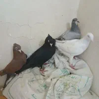 تعدادی کبوتر|پرنده|فولادشهر, مسکن مهر فولادشهر|دیوار