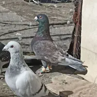 بزک سیاه طاووسی شامی سیاه سینه سفید|پرنده|شیراز, شهرک گلستان|دیوار