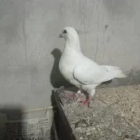 سفید پلاکی ماده