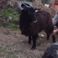 بز ۱۰ماهه ...چاق|حیوانات مزرعه|تنکابن, |دیوار