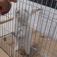 خرگوش و بندر گردی|موش و خرگوش|شیراز, میرزاکوچک خان|دیوار