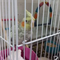 عروس هلندی