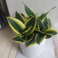 گل دکوری طبیعی هدیه کامپکت سانسوریابلک گلدباپاجوش|گل و گیاه طبیعی|تهران, خانی آباد نو شمالی|دیوار