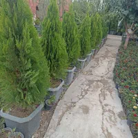 کامیس یاس هلندی|گل و گیاه طبیعی|کرج, ملک‌آباد|دیوار