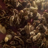 جوجه بلدرچین۲روزه|حیوانات مزرعه|زاهدان, |دیوار