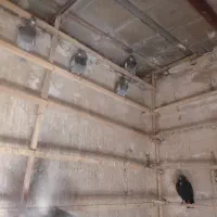 تعداد ۱۰ عدد کبوتر مسافتی یکجا