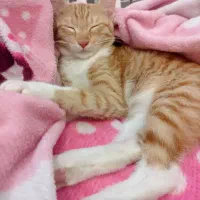 واگذاری رایگان بچه گربه|گربه|امیرکلا, |دیوار