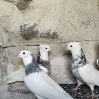 دو جفت طوقی عتیقه واکسن شده ضمانتی