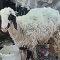 گوسفند نر وماده
