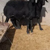 گوسفند