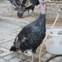 بوقلمون ۱۰ ماهه