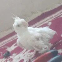 عروس هلندی