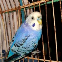 مرغ عشق|پرنده|بندر ماهشهر, |دیوار