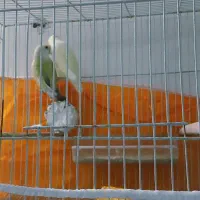 کوتوله|پرنده|مشهد, امیر المومنین|دیوار