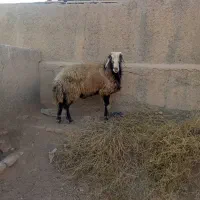 قوچ ۱ساله سرحال|حیوانات مزرعه|رامجین, |دیوار