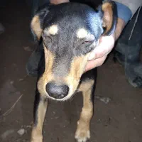 واگذاری رایگان سگ دوبرمن چهار ماهه