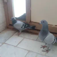 کبوتر|پرنده|میبد, |دیوار