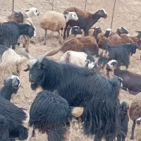 نربز|حیوانات مزرعه|بیرانوند, |دیوار