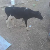 گوساله نر