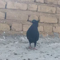 کبوتر . دمسفید. بهبونی. پلاکی. جوجه|پرنده|مرودشت, فرهنگ|دیوار