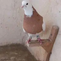 طوقی|پرنده|شیراز, کوشک میدان|دیوار