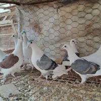 تعدادی پشدار و سفید|پرنده|قزوین, |دیوار