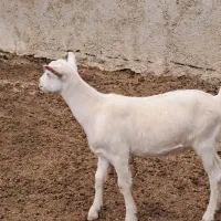 بژغاله سانن ۸ ماهه ۵راس ۶۵.۰۰۰.۰۰۰