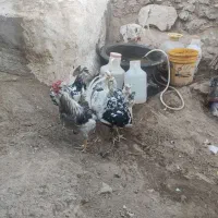نیمچه گلین