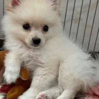 سگ نر پامرانین