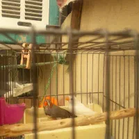 فنج زبرا جفت بالغ جوان آماده جوجه کشیدن