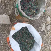 گنووشک تازه