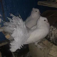 کفتر دمچتری کاکلی پاپر راعبی کفتر سفید پرشی شاخدار
