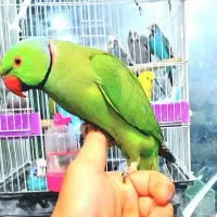 دنیای عروس ملنگو برزیلی شاه طوطی گیرینچیک کاسکو