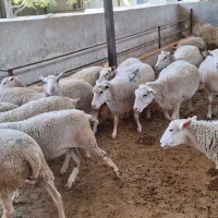 گوسفند رومن|حیوانات مزرعه|تهران, آهنگ|دیوار