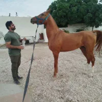 اسب مادیان نریان و کره|اسب و تجهیزات اسبسواری|شیراز, شهرک فرزانگان|دیوار