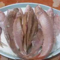 ماهی شیربت تازه سیدامروز